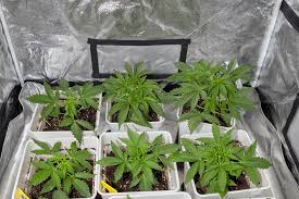 Exploring Marijuana Seeds Minnesota Your Comprehensive Guide Exploring Marijuana Seeds Minnesota Your Comprehensive Guide