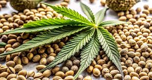 Exploring Marijuana Seeds Minnesota Your Comprehensive Guide Exploring Marijuana Seeds Minnesota Your Comprehensive Guide