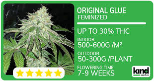 Exploring Marijuana Seeds Minnesota Your Comprehensive Guide Exploring Marijuana Seeds Minnesota Your Comprehensive Guide