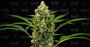 Hemp Plants for Sale - The Ultimate Guide to Purchasing Quality Hemp Plants Hemp Plants for Sale - The Ultimate Guide to Purchasing Quality Hemp Plants